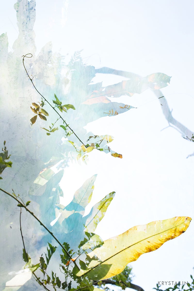 蒲公英創作：Wish。