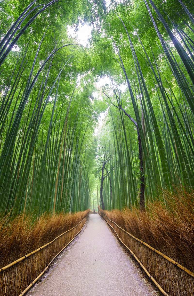 嵯峨野幽靜竹林環繞寺院，也是京都著名的景點之一。