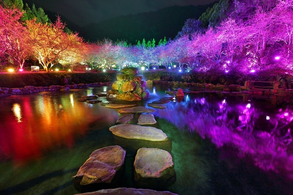 櫻花盛開時節  2019日月潭櫻花季  二月起浪漫迎賓