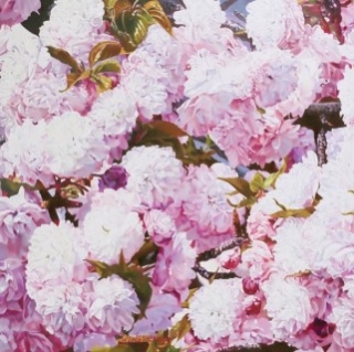 讓美好時光永遠凍結──林嶺森「花見‧櫻狩」油畫個展