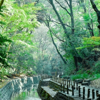 東京綠洲等等力溪谷：都市裡的芬芳綠色美地，古寺、櫻花...