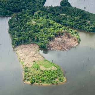 【#Environment】一場攸關地球之肺命脈的焦...