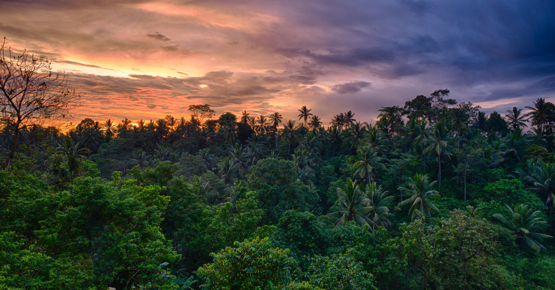 【#Environment】地球綠肺保衛戰：巴西、印尼和剛果於COP27會議上共同簽署林砍伐協議，攜手國際投入熱帶雨林資產的維護保育