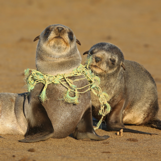 【#Environment】海洋最大殺手竟然是廢棄漁...