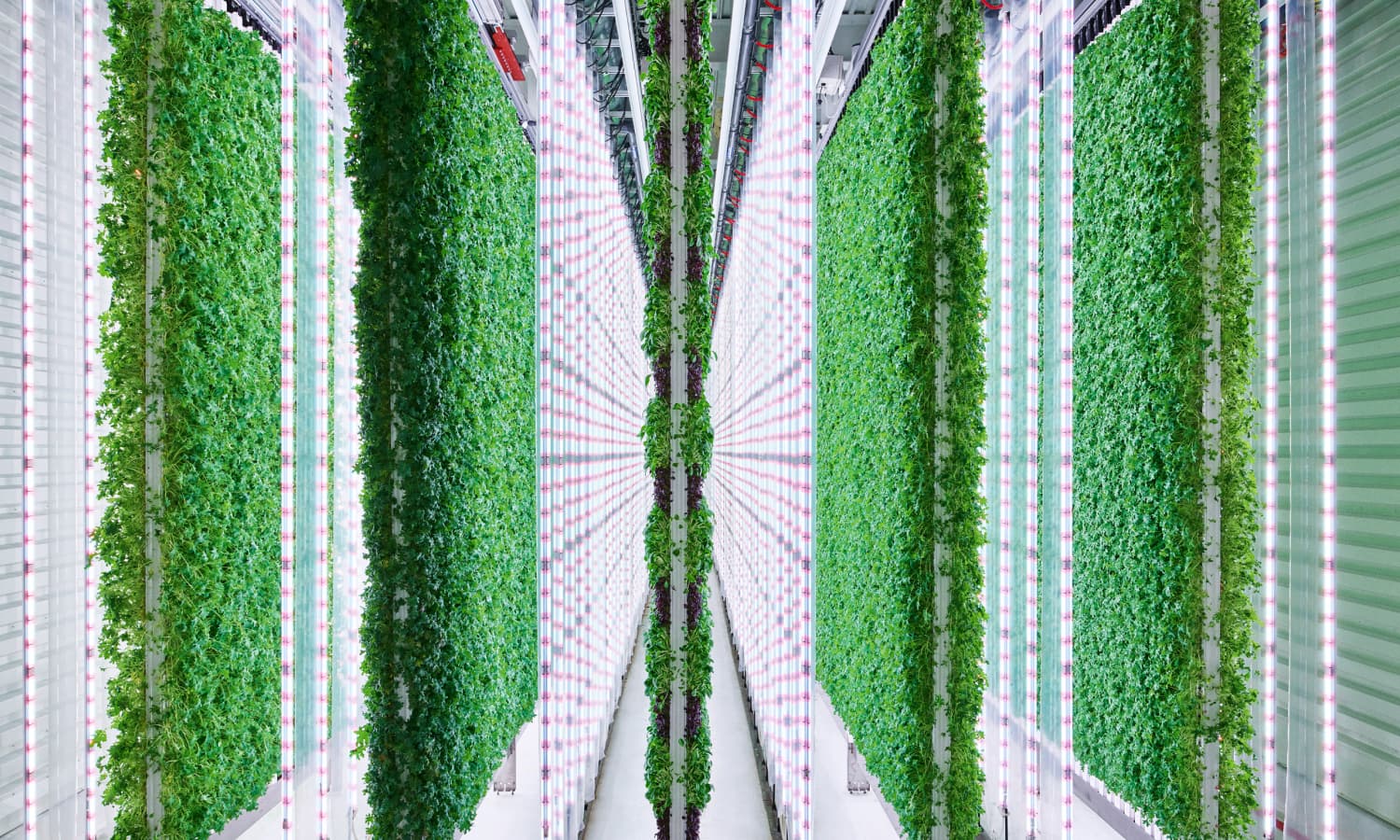【#Environment】世界最大垂直農場將於懷俄明州建造，可控環境溫室植栽有益於農產品翻倍