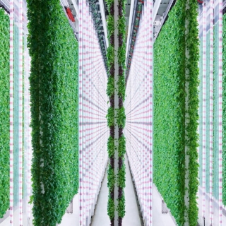【#Environment】世界最大垂直農場將於懷俄...