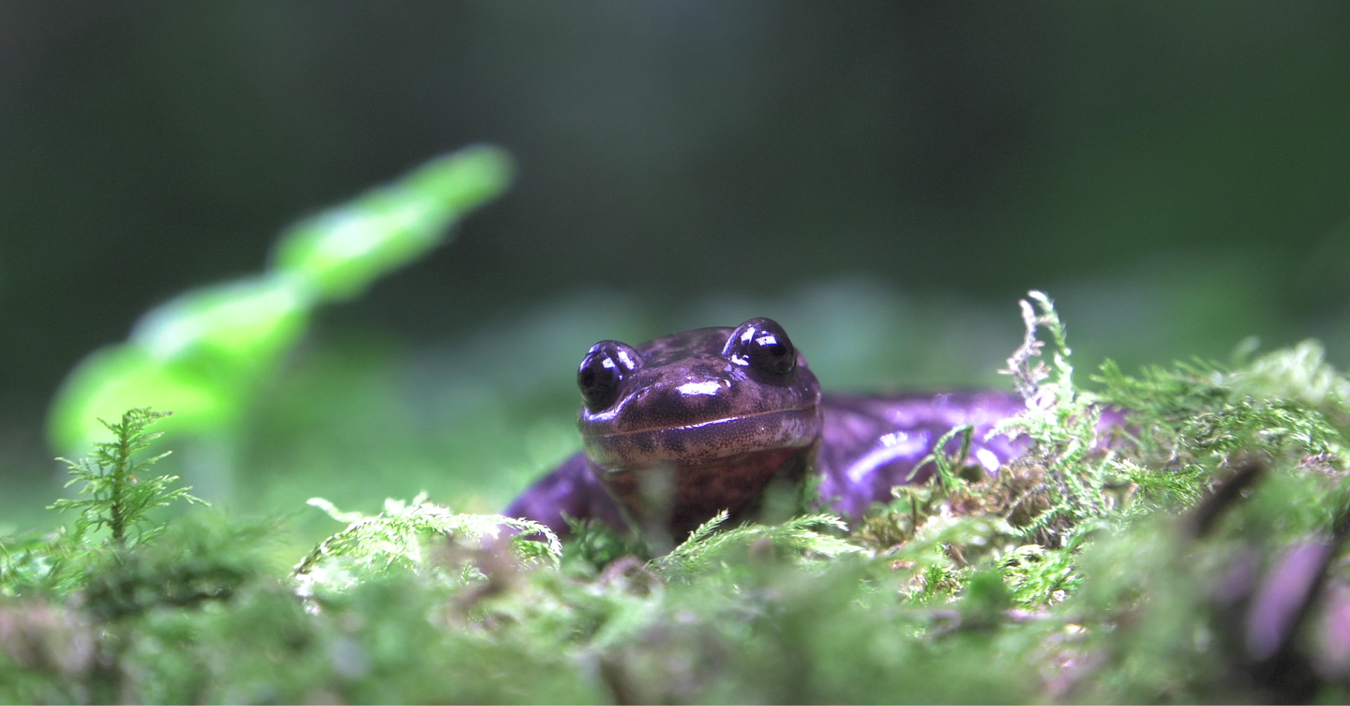【#Environment】一起來認識保育類動物山椒魚，牠為何如此珍貴又有趣！？