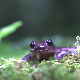 【#Environment】一起來認識保育類動物山椒...