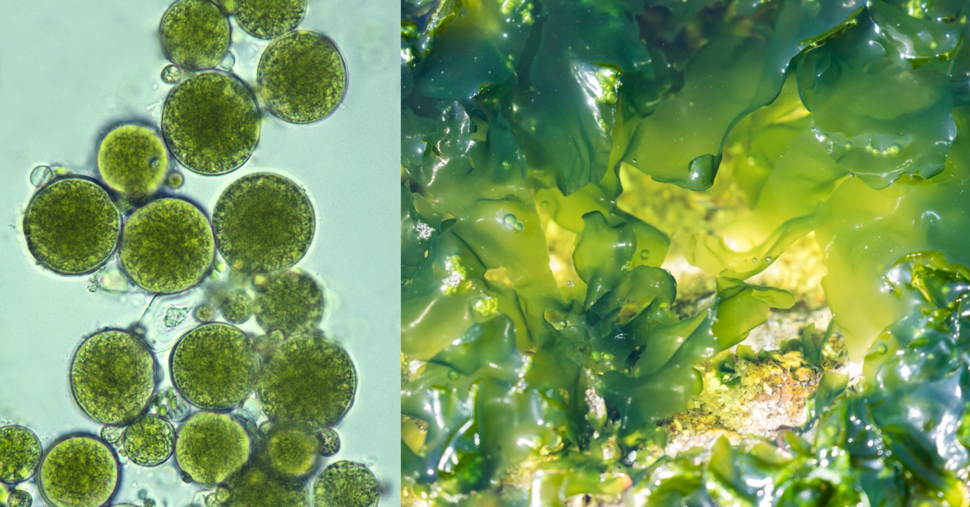 【#Energy】超級減碳生物「微藻」到底多厲害，還可以做石油！？兩分鐘帶你輕鬆讀懂！