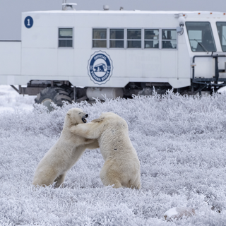 【#Environment】關注國際北極熊日！買衣服...