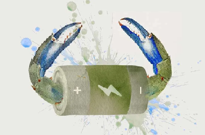 【#Energy】用廢棄蟹殼製造可生物降解鋅電池！馬里蘭大學開發更環保、可存儲再生能源的新型電池