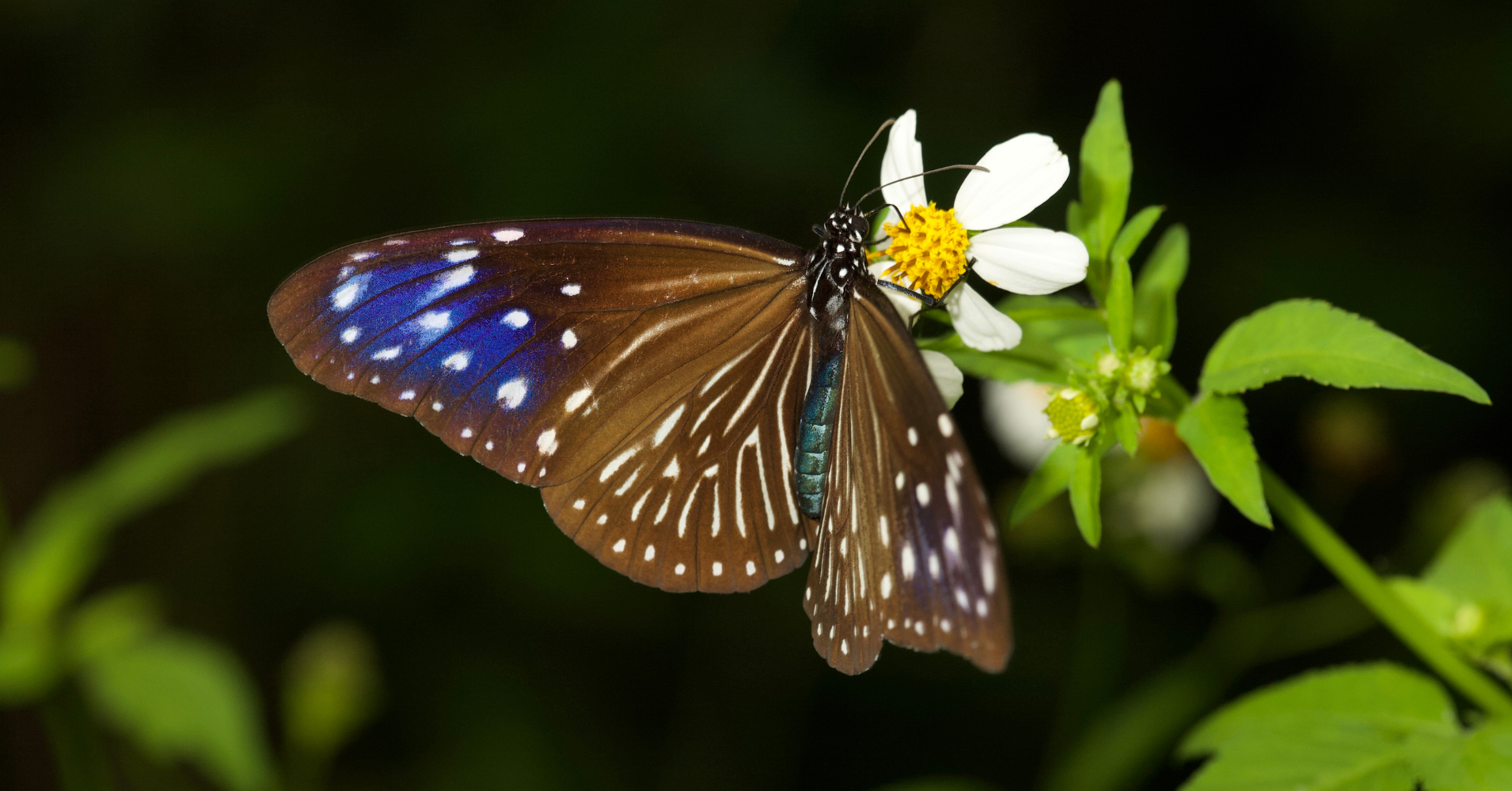 【#Environment】魯凱族的紫色寶藏！台灣專屬的珍貴紫斑蝶，竟然是推動環保烤漆的大功臣？
