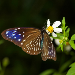 【#Environment】魯凱族的紫色寶藏！台灣專屬的珍貴紫斑蝶，竟然是推動環...