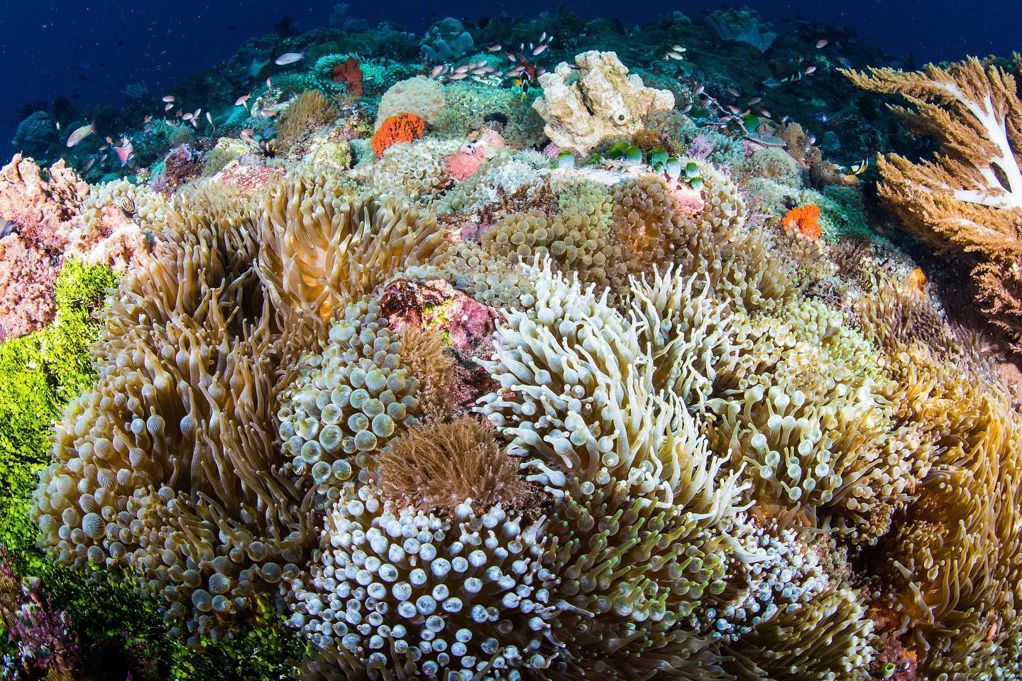 【#Environment】協助珊瑚礁迅速生長並進行培植復育，環保組織Coral Vita成立陸地珊瑚農場恢復海洋美麗生態系