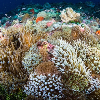 【#Environment】協助珊瑚礁迅速生長並進行...