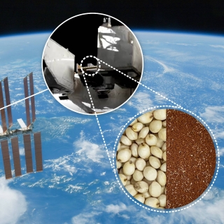 【#Gourmet】太空種子重返地球，協助科學家研發...