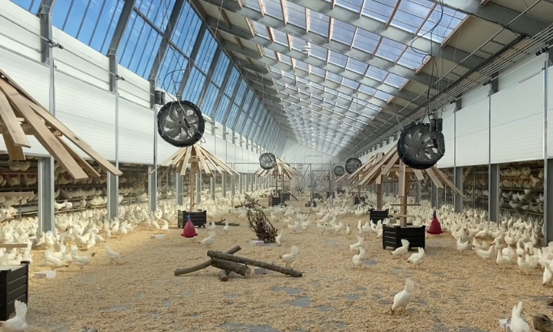 【#Gourmet】荷蘭可持續雞隻養殖農場Kipster透過再生能源、回收再造飼料與環保包裝落實企業碳中和