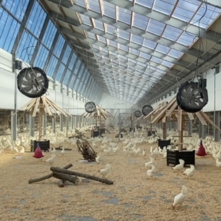 【#Gourmet】荷蘭可持續雞隻養殖農場Kipst...