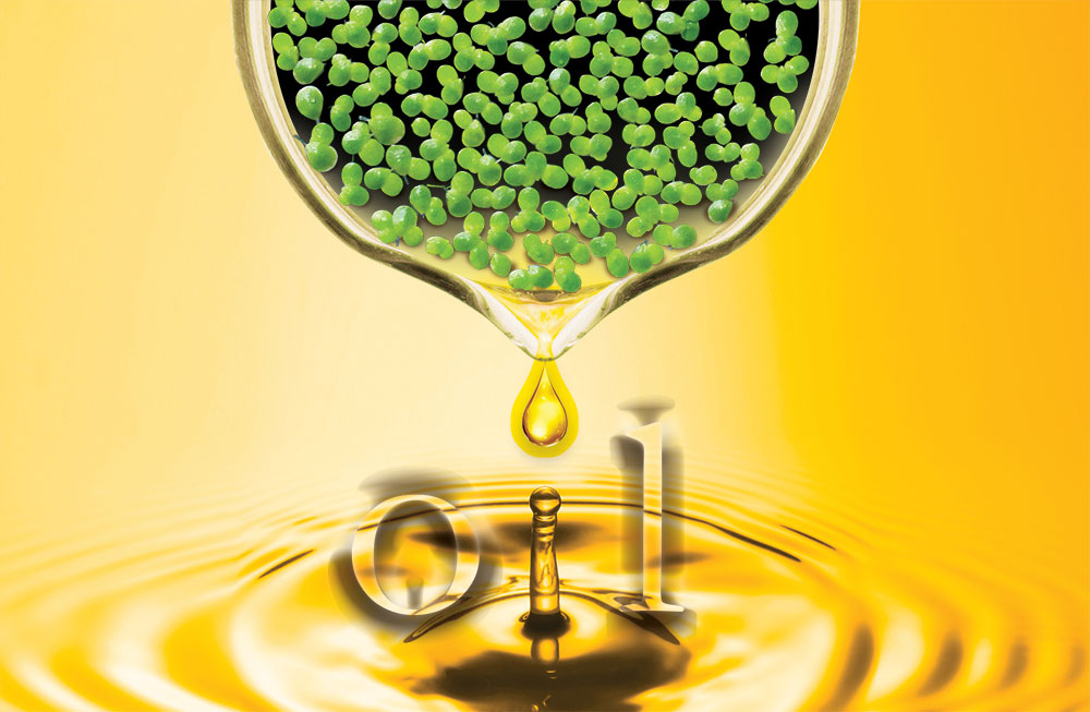 【#Energy】發展超級植物基燃料，科學家團隊自基改浮萍中提取大量生物燃油期望替代化石重油