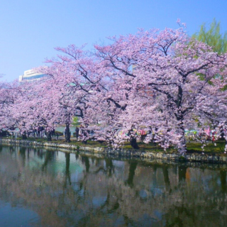 【#Travel】來一場賞櫻之旅，雅趣私藏景點讓你的...