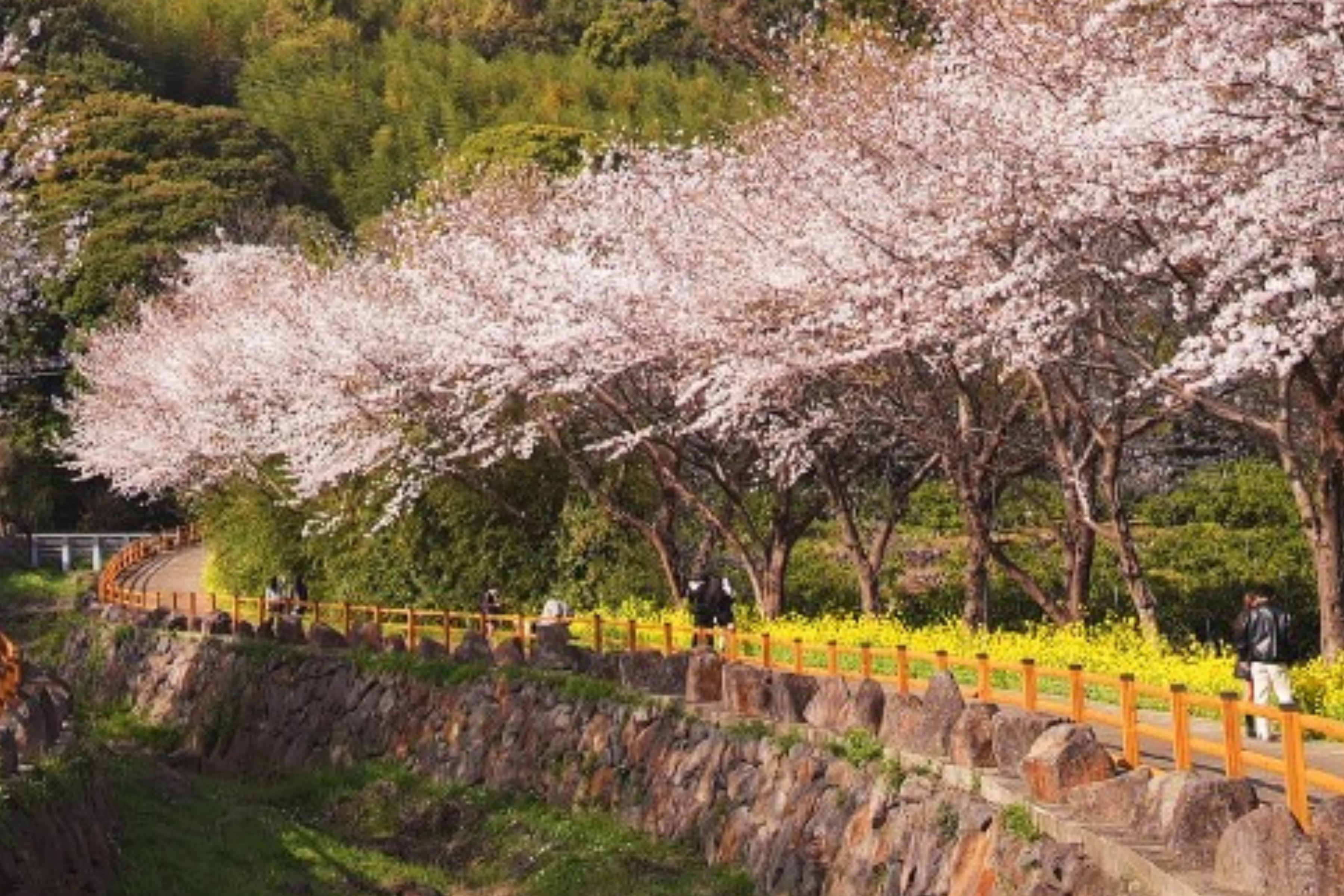【#Travel】來一場賞櫻之旅，雅趣私藏景點讓你的三四月爛漫無比 （二）