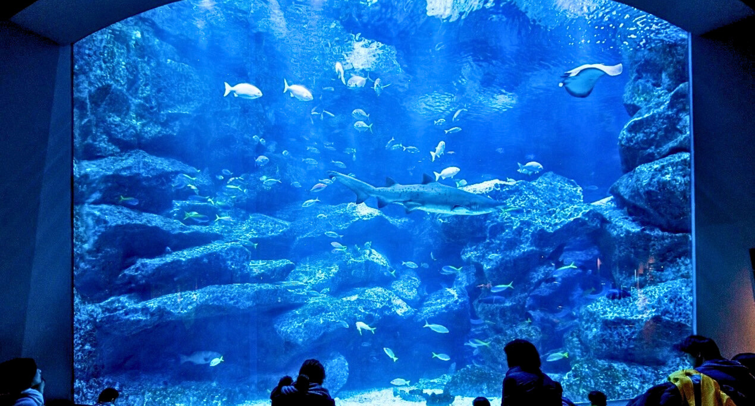 【#Travel】到日本東京特色水族館消暑一夏！與天空綠洲企鵝一同翱翔、置身華麗燈光海豚秀、漫步小笠原諸島世界自然遺產