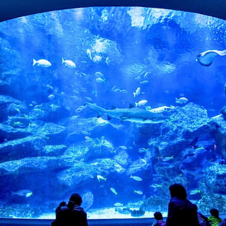 【#Travel】到日本東京特色水族館消暑一夏！與天...