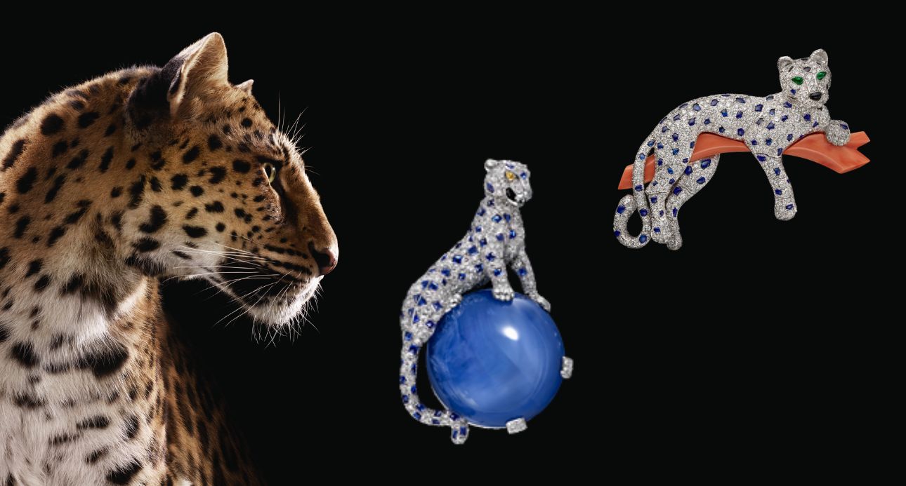 為什麼珠寶品牌鍾情於動物符號，Cartier標誌性的美洲豹的由來，牠代表什麼意思？