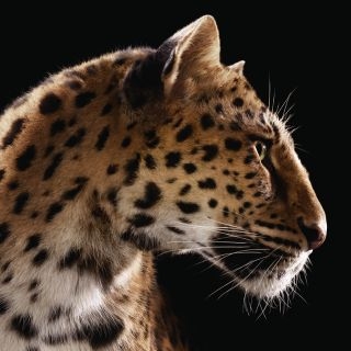 為什麼珠寶品牌鍾情於動物符號，Cartier標誌性的美洲豹的由來，牠代表什麼意思...