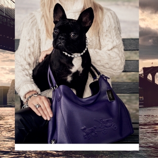 又一明星狗！Lady Gaga愛犬登Coach！