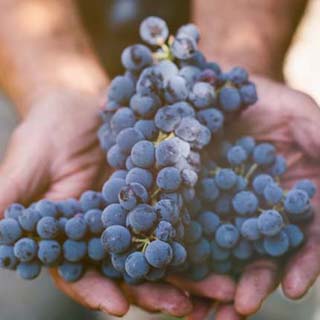 【#Wine & Spirits】五個品飲指標、五個步驟輕鬆入門品紅酒，好品味的生活就從品飲養成