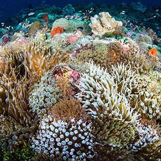 【#Environment】協助珊瑚礁迅速生長並進行培植復育，環保組織Coral Vita成立陸地珊瑚農場恢復海洋美麗生態系