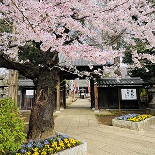 【#Travel】東京綠洲等等力溪谷：都市裡的芬芳綠色美地，古寺、櫻花與小橋流水，絕美秘境離澀谷只需20分鐘車程！