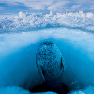 【#Environment】ROLEX「保護地球 · 恒動不息」計劃：視覺影像呈現海洋迷人風貌，喚醒大眾環保意識