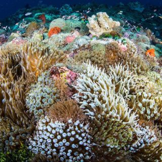 【#Environment】協助珊瑚礁迅速生長並進行培植復育，環保組織Coral Vita成立陸地珊瑚農場恢復海洋美麗生態系